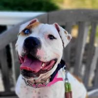 Carey Animal Hospital ico