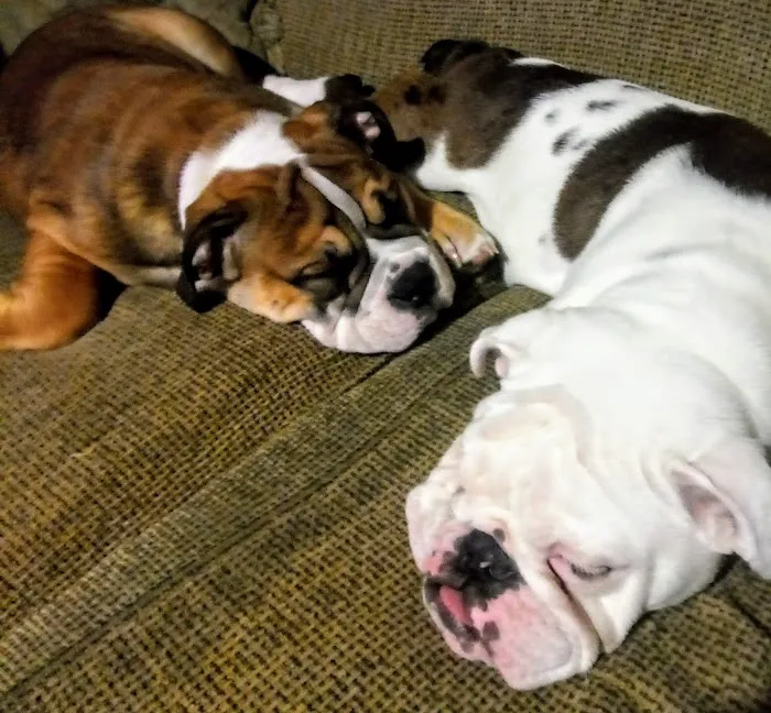 All Creatures Great & Small Animal Hospital Picture 6