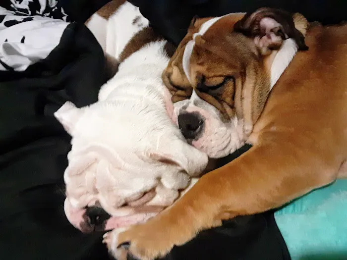 All Creatures Great & Small Animal Hospital Picture 8