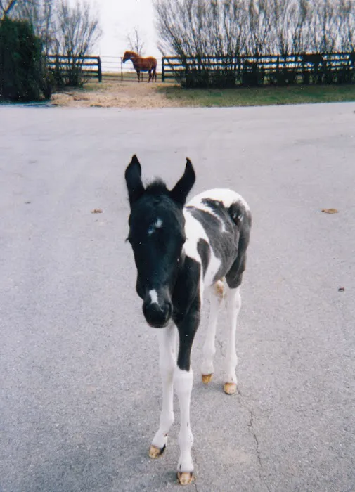 All Creatures Great & Small Animal Hospital Picture 9