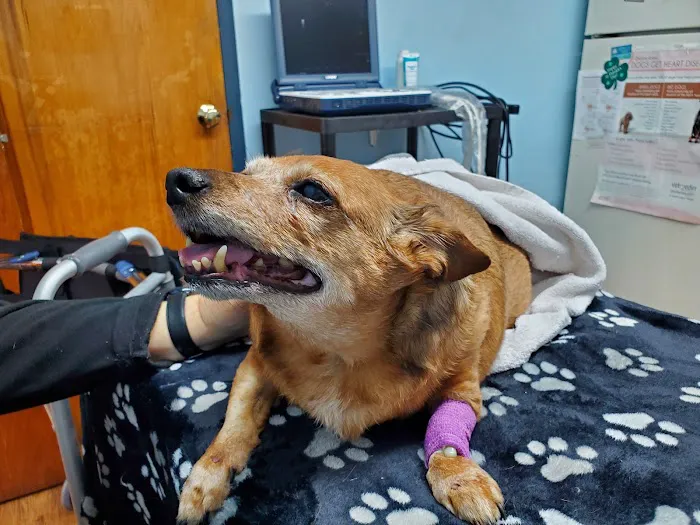 Eastland Animal Clinic Picture 1