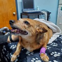 Eastland Animal Clinic ico