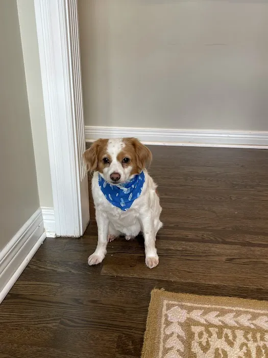 Bluegrass Veterinary Specialists + Animal Emergency Picture 4