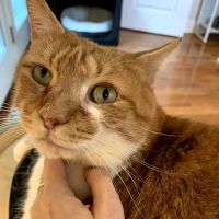 Bluegrass Veterinary Specialists + Animal Emergency ico