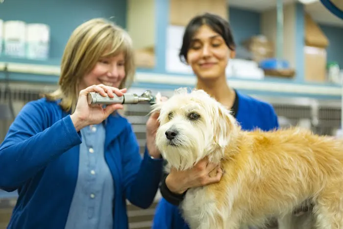 Brighton Animal Clinic Picture 1