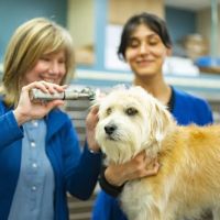 Brighton Animal Clinic ico