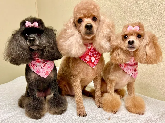 Brighton Animal Clinic Picture 4