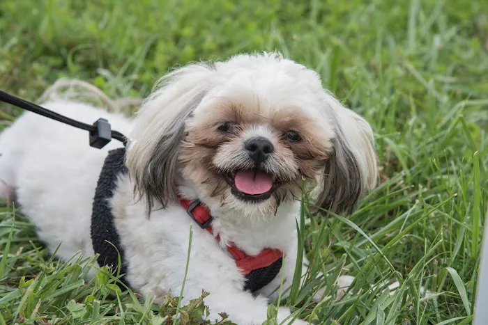 Brighton Animal Clinic Picture 3