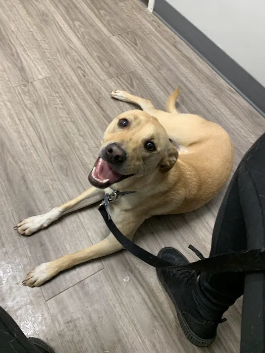 Lexington Animal Clinic Picture 4