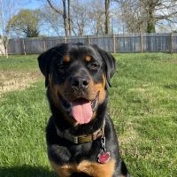 Sheabel Veterinary Hospital ico