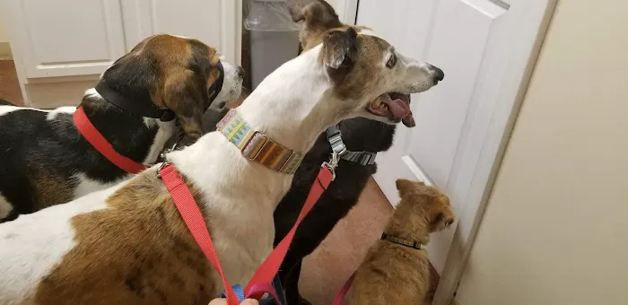 Town & Country Animal Clinic Picture 6