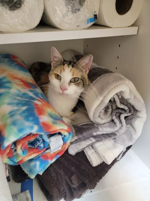 Town & Country Animal Clinic Picture 10