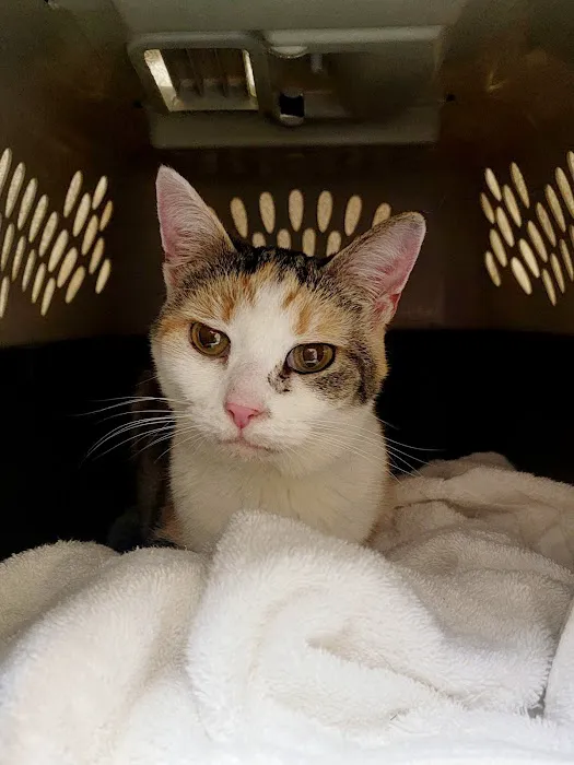 Town & Country Animal Clinic Picture 1