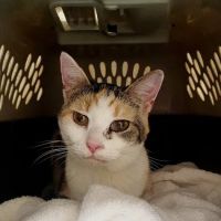 Town & Country Animal Clinic ico