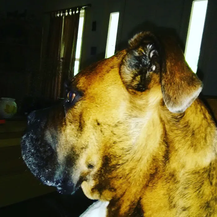 Danville Animal Clinic Picture 2