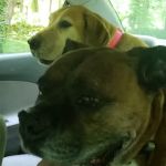 Danville Animal Clinic