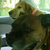 Danville Animal Clinic ico