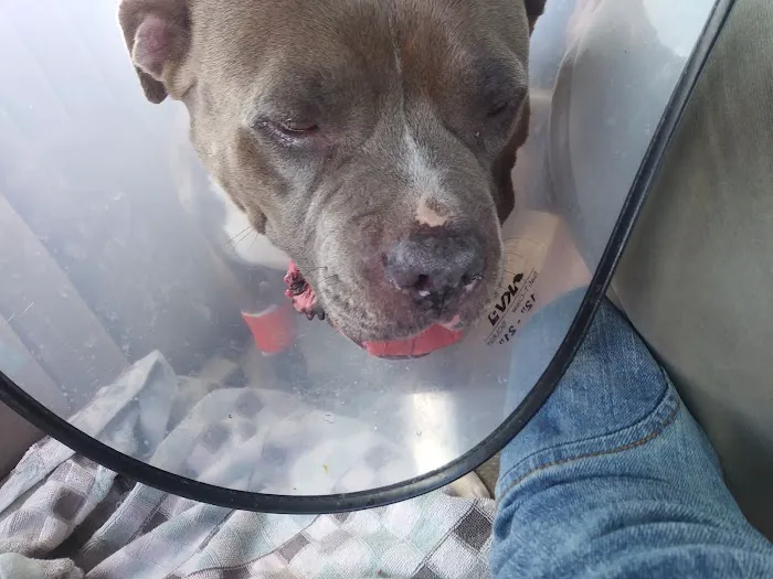 Heartland Veterinary Hospital Picture 1