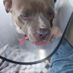 Heartland Veterinary Hospital