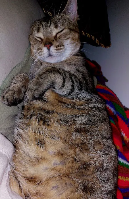 Happy Paws Spay/Neuter Clinic Picture 5