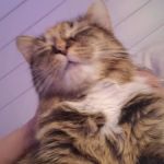 Happy Paws Spay/Neuter Clinic