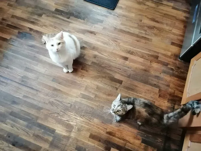 Happy Paws Spay/Neuter Clinic Picture 6