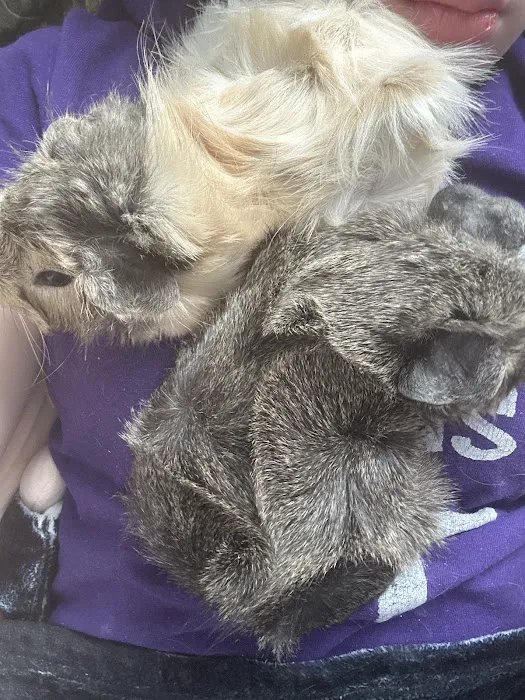 Pet Paradise II Picture 3