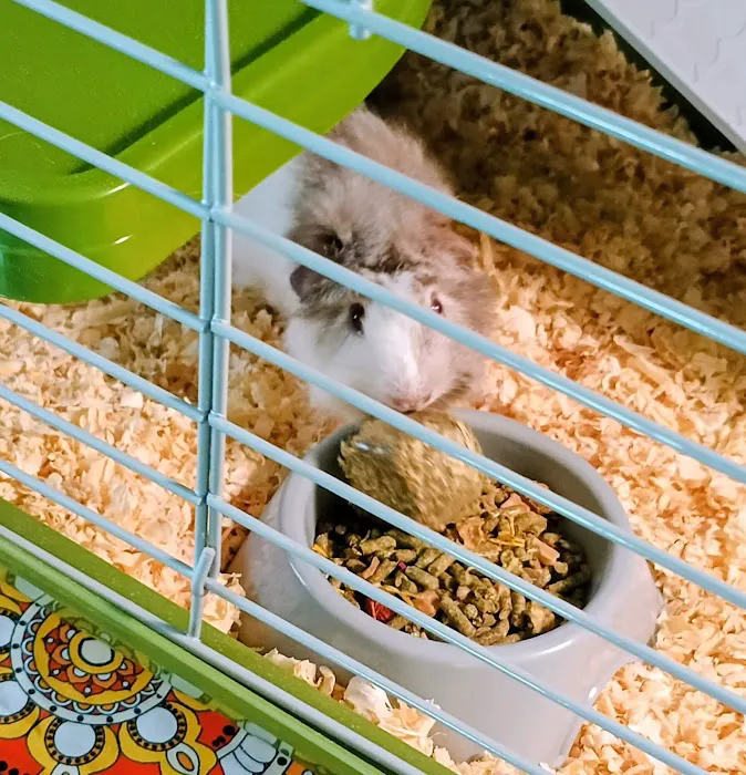 Pet Paradise II Picture 4