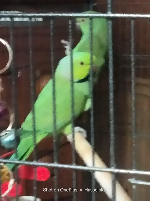 Pet Paradise II Picture 10