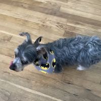 Feeders Pet Supply ico