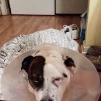 Wilderness Trace Veterinary Clinic ico