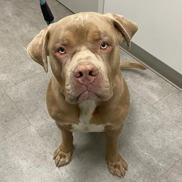 Tates Creek Animal Hospital Picture 4