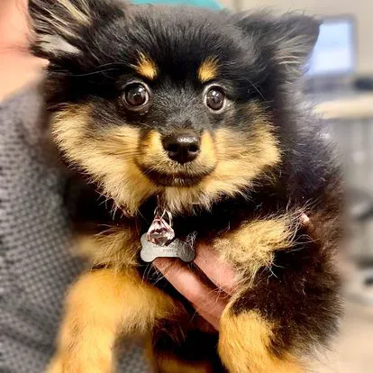 Tates Creek Animal Hospital Picture 8