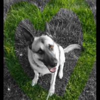 Pet Supplies Plus Lexington ico
