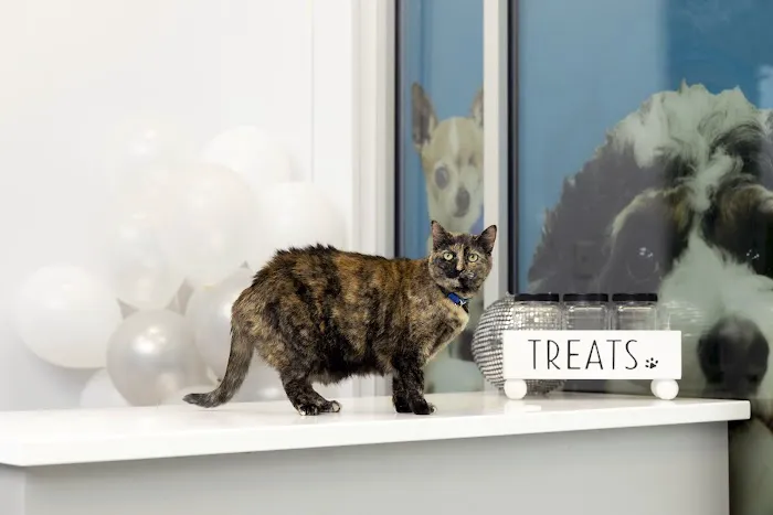 PetVet365 Pet Hospital Lexington/Richmond Rd Picture 2