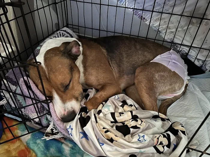 Grady Veterinary Hospital Picture 2