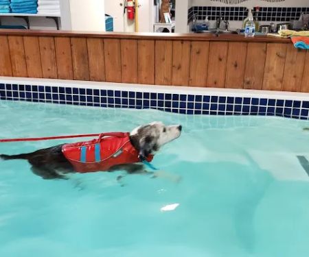 k9 Waves