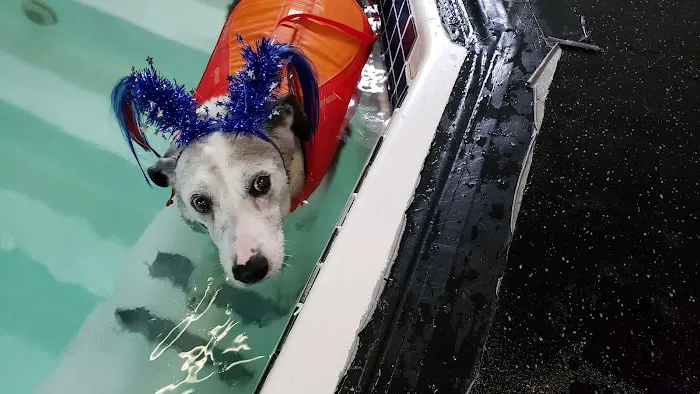 k9 Waves Picture 8