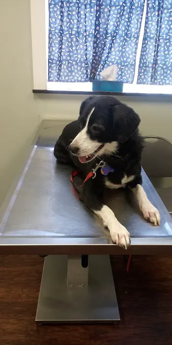 Pets In Need of Greater Cincinnati Picture 10