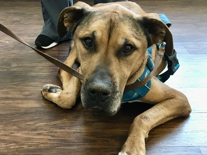Pets In Need of Greater Cincinnati Picture 4