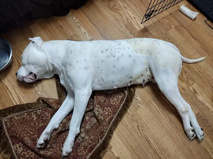Pets In Need of Greater Cincinnati Picture 8