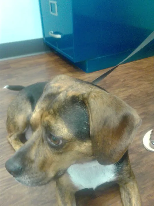 Pets In Need of Greater Cincinnati Picture 6