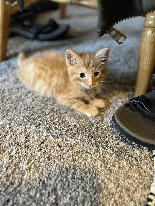 CareVet of Middletown Picture 2