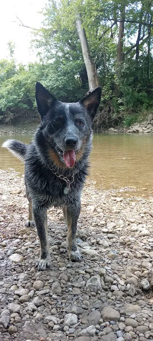 CareVet of Middletown Picture 1