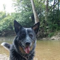 CareVet of Middletown ico
