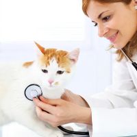 Monroe Family Pet Hospital ico