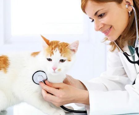 Monroe Family Pet Hospital
