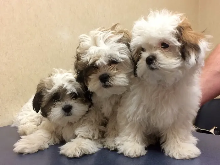 Monroe Family Pet Hospital Picture 8