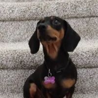 pets ico