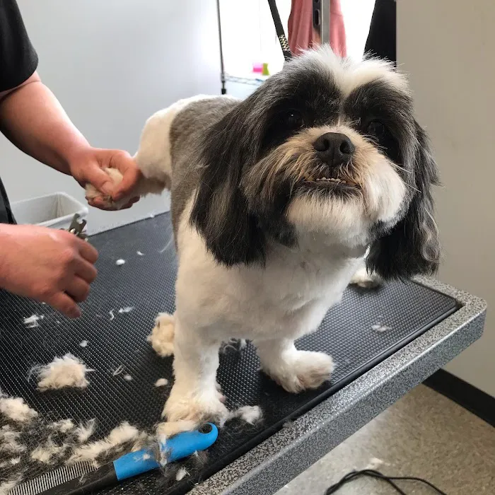 Independence Pet Hospital Picture 7